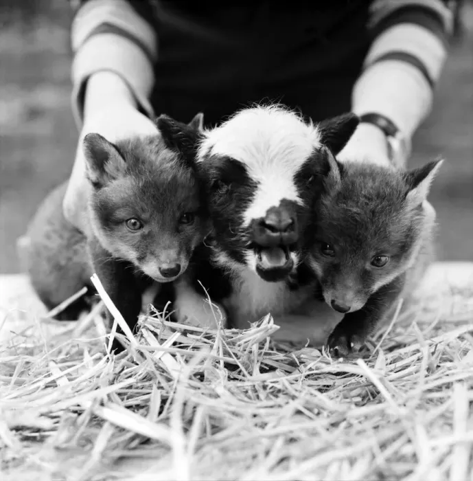 Framed Print : Two cute fox cubs with baby lamb. April 1975 Framed Print : Two cute fox cubs with baby lamb. April 1975