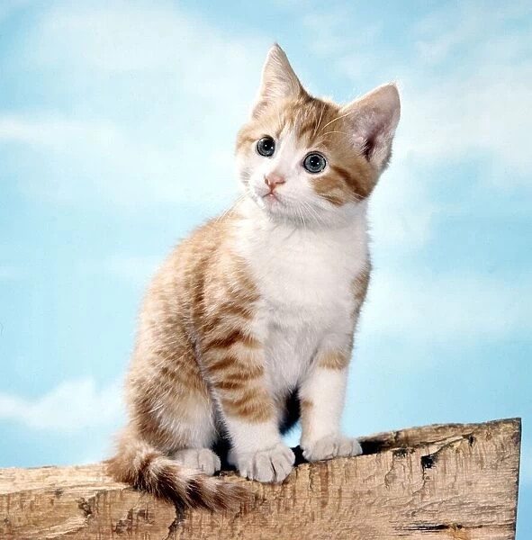 A cute kitten on a log February 1971