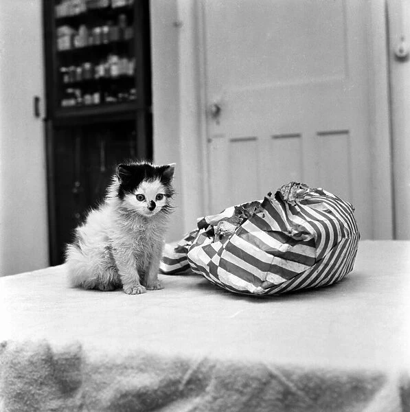 A cute kitten sitting on a bed looking inside a bag. November 1969 Z11405