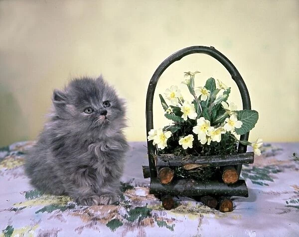 Cute kitten sitting on blanket next to basket with flowers festive animal
