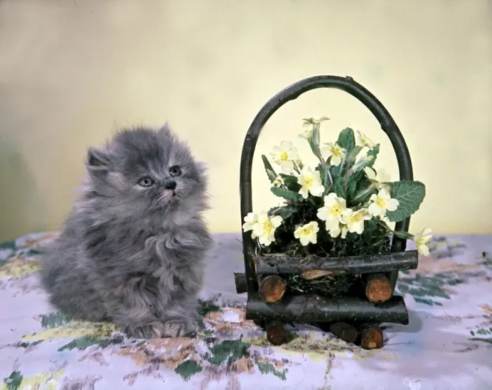 Framed Print : Cute kitten sitting on blanket next to basket with flowers festive animal Framed Print : Cute kitten sitting on blanket next to basket with flowers festive animal