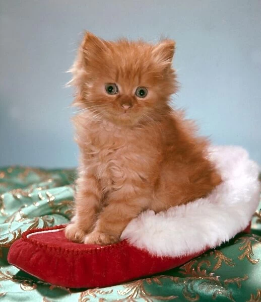 Cute kitten sitting on top of a christmas shoe christmas setting x-mas