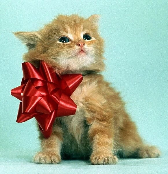 A cute kitten wearing an oversized red bow July 1968 animal animals pet