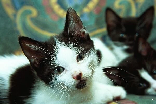Three cute kittens