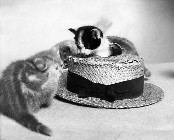 Two cute kittens, one sitting on a straw hat. Circa 1980 P011945