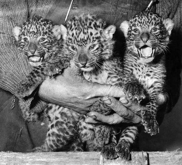 Three cute leopard cubs at Bristol zoo. April 1968 P004194