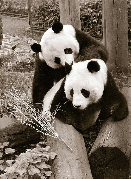 Cute Pandas playing on logs in their cage at the zoo. 21  /  04  /  1978