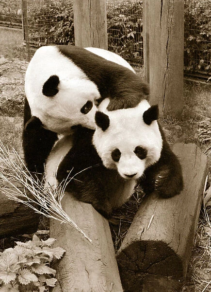 Cute Pandas playing on logs in their cage at the zoo. 21  /  04  /  1978