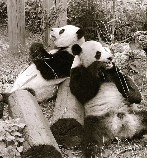 Cute Pandas playing on logs and eating bamboo in their cage at the zoo. 21  /  04  /  1978