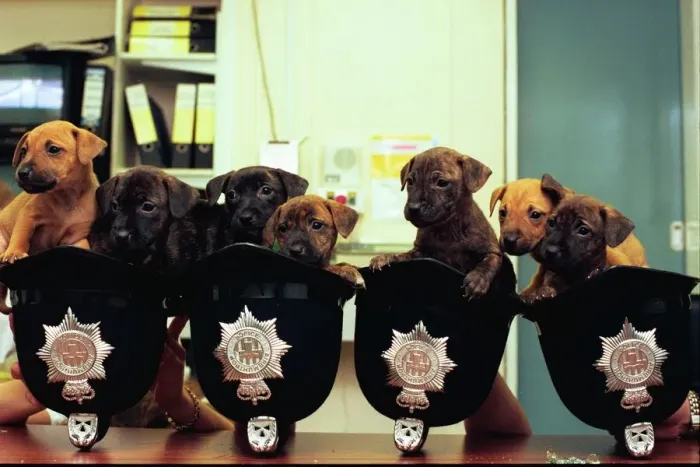 Framed Print : Ten cute puppies in helmets at Gateshead East Police Station Framed Print : Ten cute puppies in helmets at Gateshead East Police Station