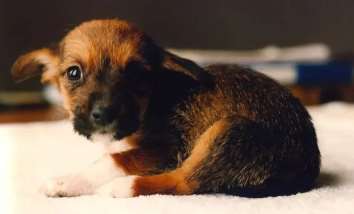Framed Print : A very cute puppy