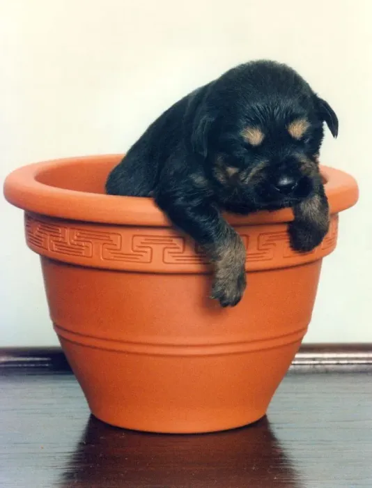 Framed Print : This cute puppy likes sleeping in a plant pot