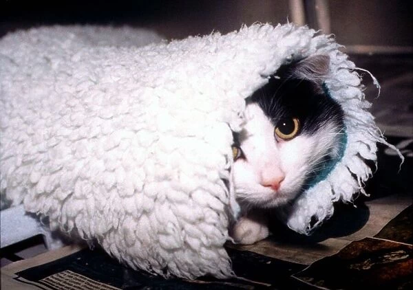 Cute pussy cat in a rug