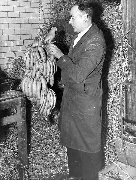 Cutting the hands of bananas from the stem for weighing is Mr. J. Havelock, at the C