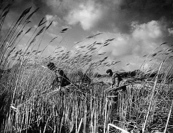 Cutting reeds in Norfolk. 12th February 1938