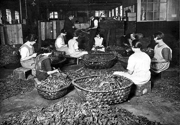 Cutting tobacco for cigarettes in the 1920s at the Wills Tobacco Factory, Bristol