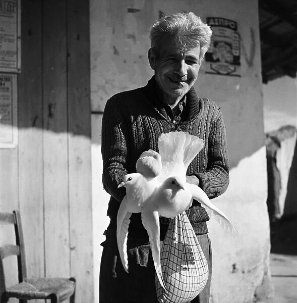 Cypriot Greek with a pair of pigeons. November 1952 C1103-002
