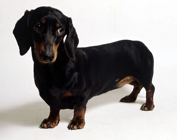 A dachshund dog June 1987