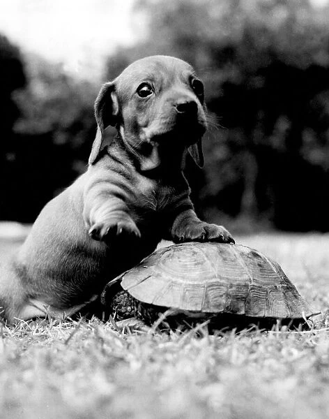 One of the three Dachshund puppies born to champion Minutest 1960
