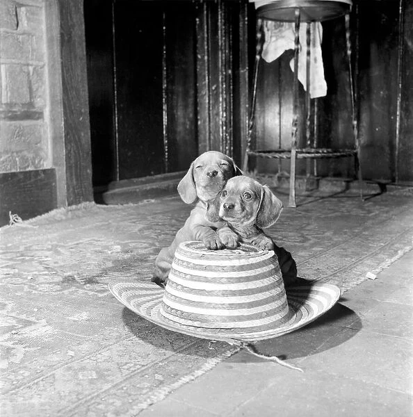 Dachshund puppies playing. January 1966 C106-001