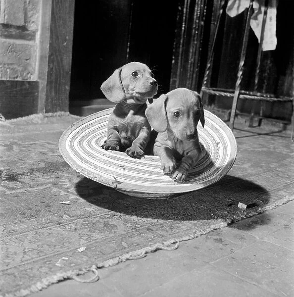 Dachshund puppies playing. January 1966 C106-024