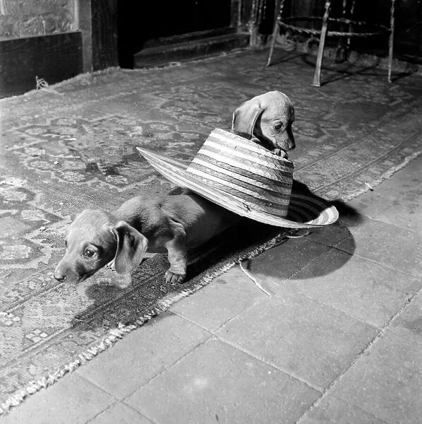 Dachshund puppies playing. January 1966 C106