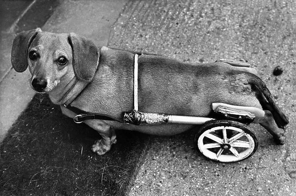 Dachshund 'Smokey-Joe'in his mini- wheelchair following his accident