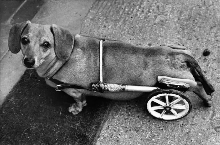 Framed Print : Dachshund Smokey-Joe'in his mini- wheelchair following his accident Framed Print : Dachshund Smokey-Joe'in his mini- wheelchair following his accident