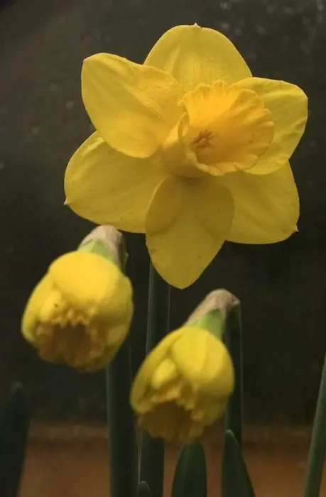 Framed Print : Daffodils Framed Print : Daffodils