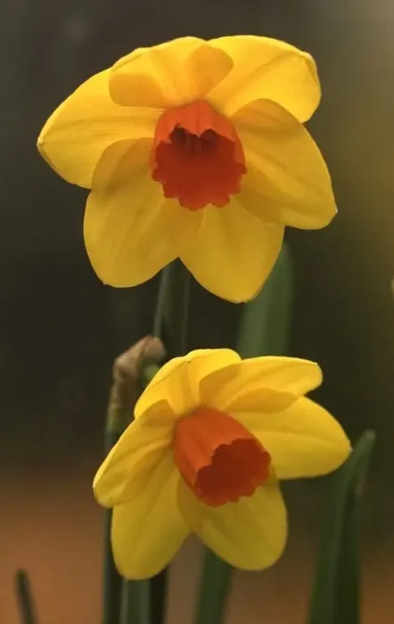 Framed Print : Daffodils in bloom Framed Print : Daffodils in bloom