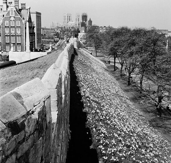 Daffodils behind the city walls, York Circa 1961