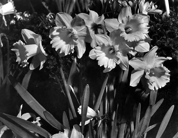 Daffodils on display at the Spring Flower Show March 1953