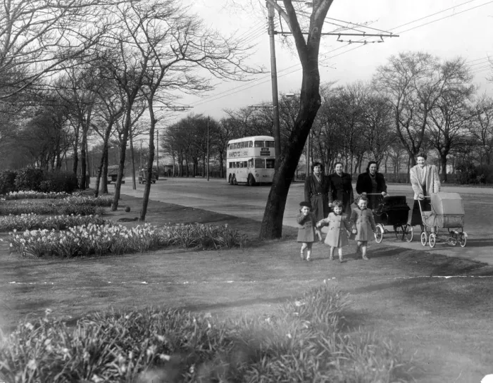 Framed Print : Daffodils are in season along the Great North Road in Newcastle in 1953 Framed Print : Daffodils are in season along the Great North Road in Newcastle in 1953