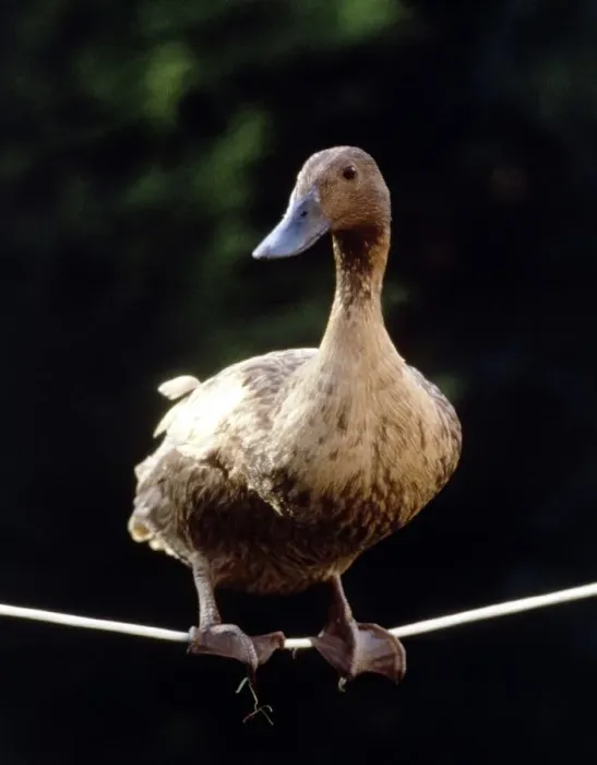 Framed Print : Daffy The Highwire Duck walking a tightrope November 1985 Framed Print : Daffy The Highwire Duck walking a tightrope November 1985