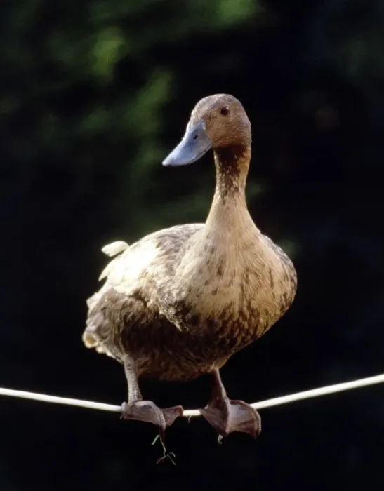 Framed Print : Daffy The Highwire Duck walking a tightrope November 1985 A©Mirrorpix Framed Print : Daffy The Highwire Duck walking a tightrope November 1985 A©Mirrorpix