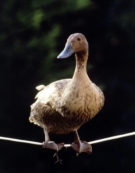 Daffy The Highwire Duck walking a tightrope November 1985