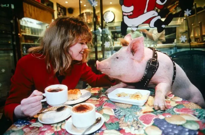 Framed Print : Daily Mirror takes their version of new film Babe star to the streets of London pig Framed Print : Daily Mirror takes their version of new film Babe star to the streets of London pig