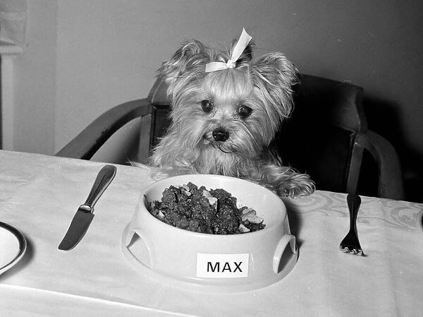 Daisy Belle the Yorkshire Terrier Dog with bow in her hair sitting at a dinner table eyes