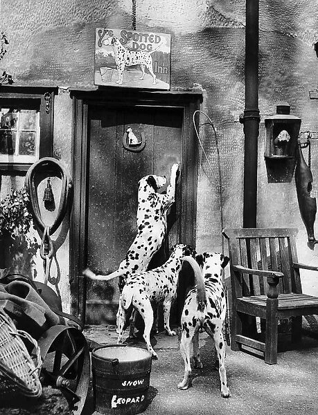 Dalmatian dogs at the entrance to their sleeping quarters at the '