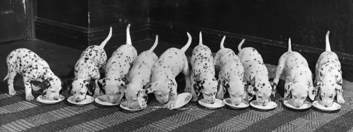 Framed Print : Dalmatian Puppy peeps over a large wicker basket Animals Dogs Puppies Framed Print : Dalmatian Puppy peeps over a large wicker basket Animals Dogs Puppies
