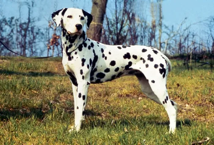 Framed Print : A Dalmation Dog August 1994