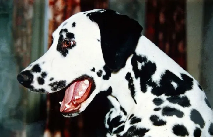 Framed Print : Dalmation Dog - February 1990 Animals Dogs Framed Print : Dalmation Dog - February 1990 Animals Dogs