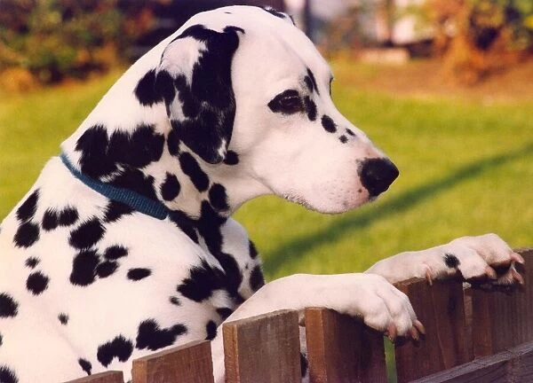 A Dalmation looking over a fence