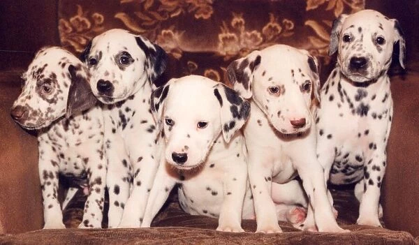 Five Dalmation puppies