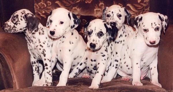 Five Dalmation puppies
