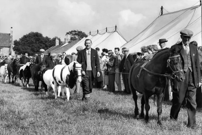 Framed Print : Dan, from Lanchester, which was judged the best pit pony at Burnopfield Show leads Framed Print : Dan, from Lanchester, which was judged the best pit pony at Burnopfield Show leads