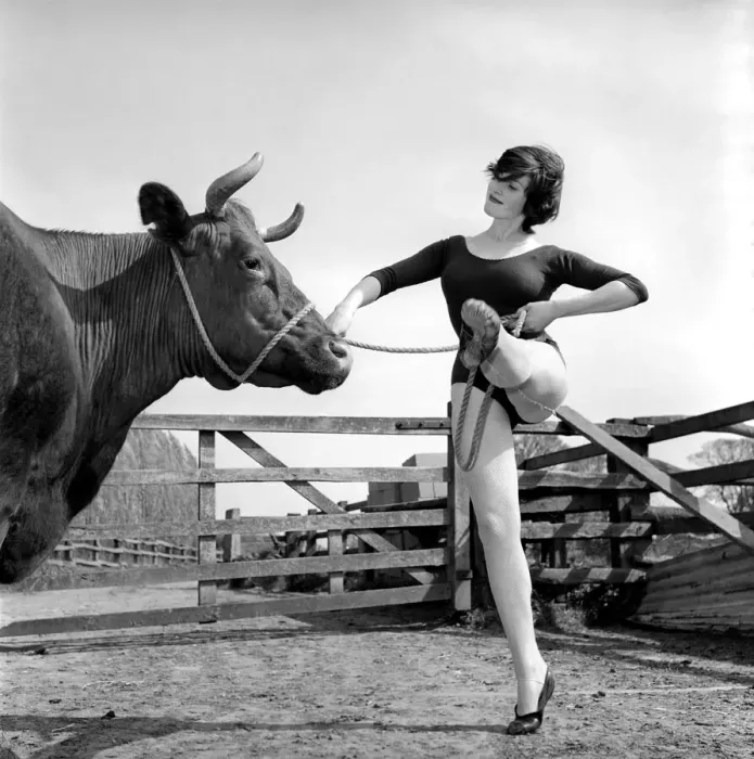 Framed Print : Dancing with Cows: Ballerina Gillian Brodie seen here perform for the cows down Framed Print : Dancing with Cows: Ballerina Gillian Brodie seen here perform for the cows down