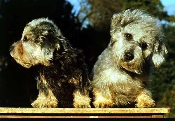 DANDIE DINMONT TERRIER TWO DOGS LOVELY DOG PRINT POSTER 