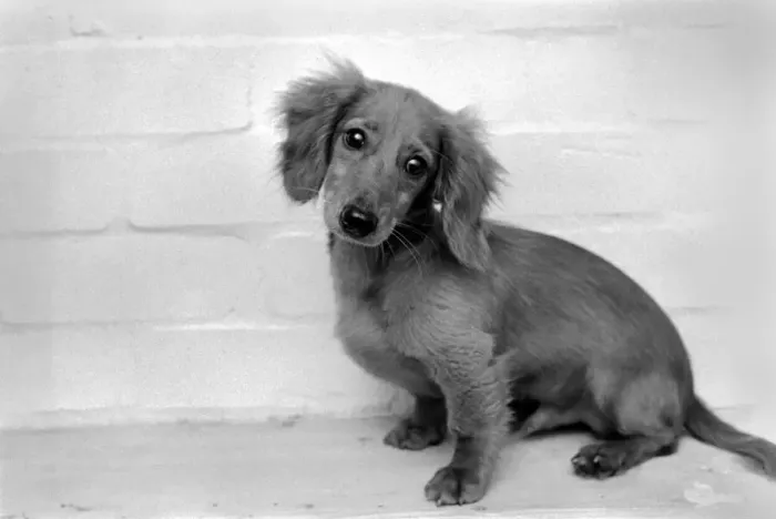 Framed Print : Danny the Dachshund. November 1969 Z10644-003