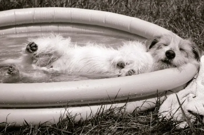 Framed Print : Danny the Jack Russell relaxes in an inflatable paddling pool in the garden of his owner Framed Print : Danny the Jack Russell relaxes in an inflatable paddling pool in the garden of his owner